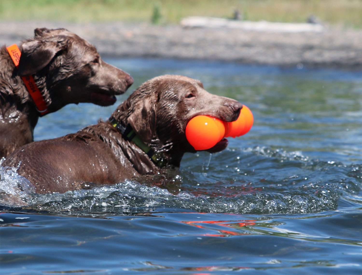 Ruff-dawg-Big-Dawg-dog1
